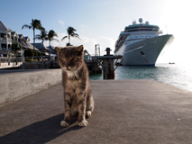 クリックすると大きな画像が表示されます