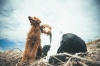 新鋭ラッパー“doggie”、新境地に到達した最新曲「Voice」配信リリース＆MV公開