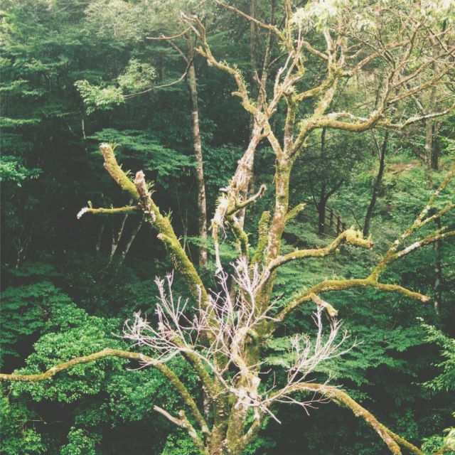 ����ɽ��