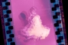 ꤢTV˥شƲİʤȺ˴줿ٹOPʡְȤץ꡼