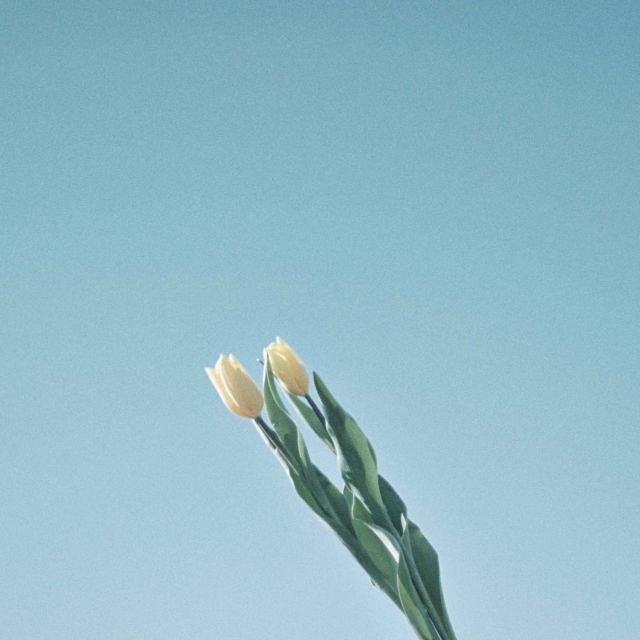 ɽ