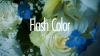 󥬡󥰥饤ȥʥĥΥɡʡFlash ColorMV