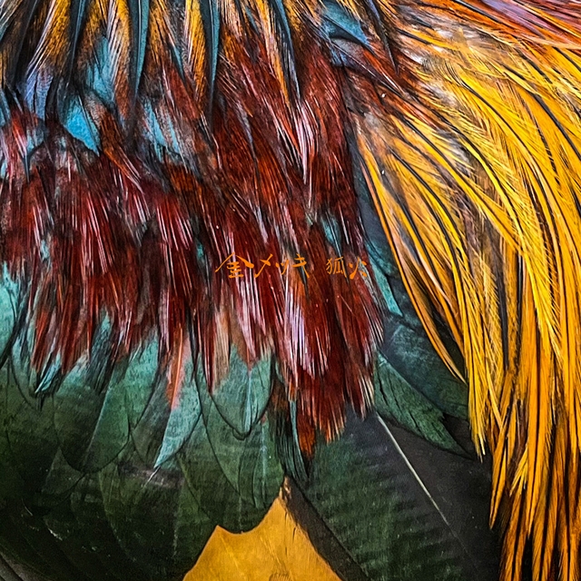 ɽ
