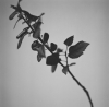 原摩利彦、2013年のアルバム『Flora』が13年の時を経てアナログ化