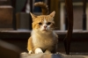 映画『耳をすませば』、“世界猫の日”に清野菜名演じる雫の人生を変える立役者となる猫・ムーンの場面写真を公開
