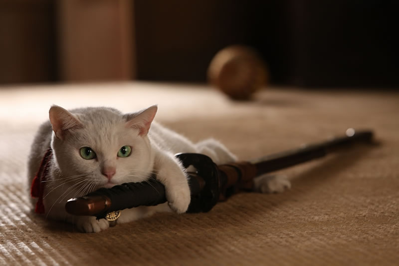 北村一輝と猫がおくる 動物癒し時代劇 猫侍 がドラマ 映画で公開 Cdjournal ニュース