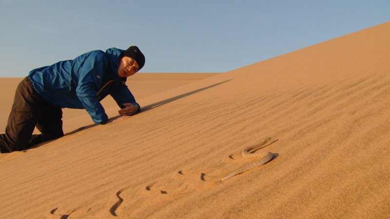 福山雅治がナミブ砂漠へ、『NHKスペシャル ホットスポット最後の楽園 season2』第2回が放送