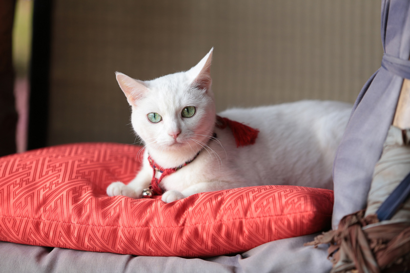 控室で出番を待つ白猫 あなご など 猫侍 南の島へ行く 公開記念スペシャル映像公開 Cdjournal ニュース