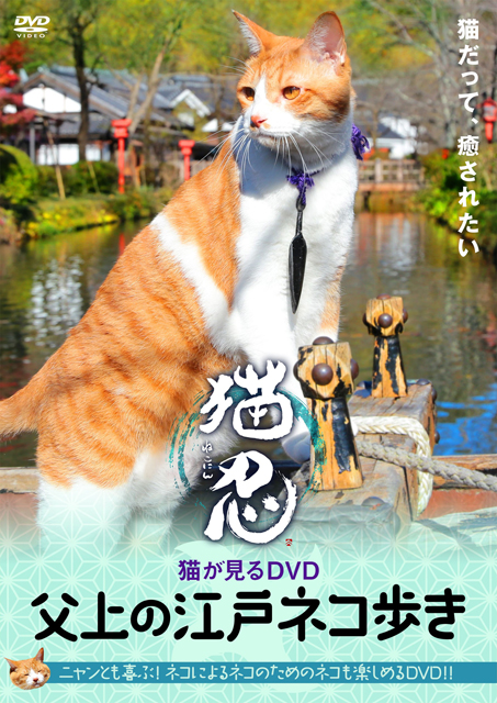 猫忍」に出演している猫、“金時”のDVDが登場 - CDJournal - ニュース